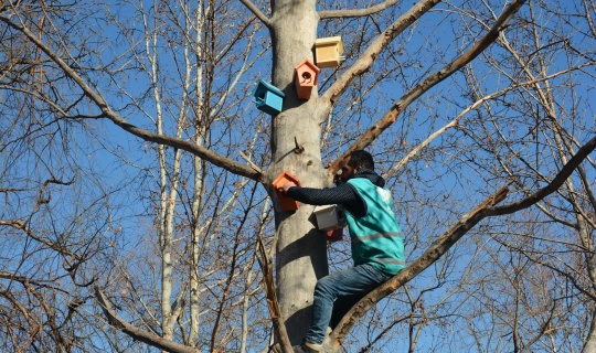 Elbistan'da ağaçlara kuş yuvası konuluyor