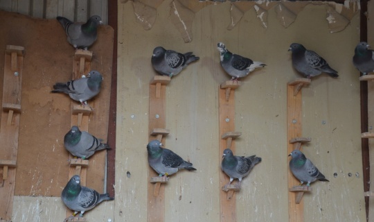 Posta güvercinlerini yarışlara hazırlıyor