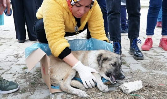 Öğrencilerin bulduğu yaralı köpek tedavi altına alındı