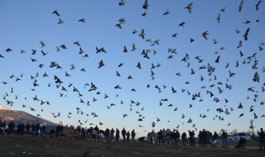 Posta güvercinleri "eve dönüş" antrenmanıyla yarışlara hazırlanıyor
