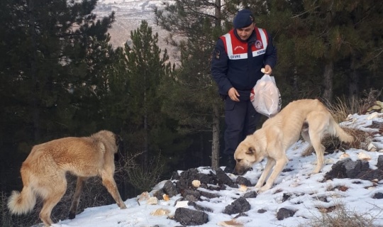 Jandarma sokak hayvanlarının yaşam alanına yem bıraktı