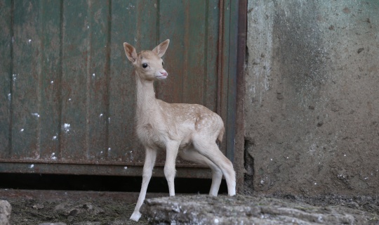 Beyaz renkli geyiklerin kahverengi yavrusuna "Mucize" adı verildi