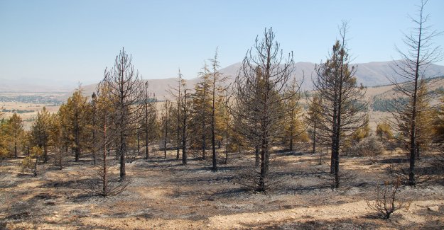 Afşin'de Orman Yangını