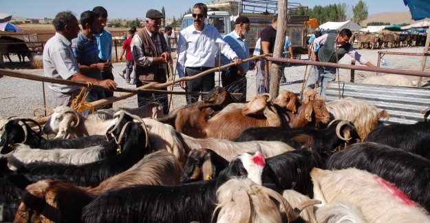 Afşin'de Kurbanlık Hayvan Pazarı Denetlendi