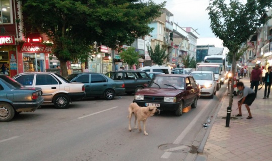 Sokak köpeği trafiği durdurdu