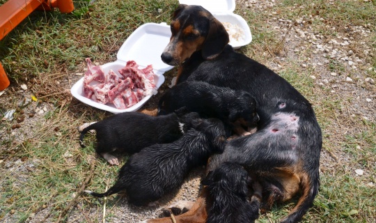 Köpek yavruları yaralı annelerinin başından ayrılmadı