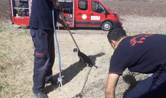Kahramanmaraş'ta kedi kurtarma operasyonu