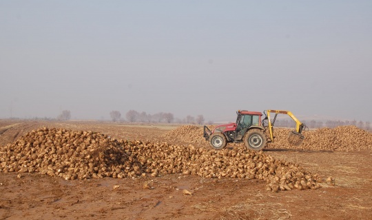 Tarım ve Orman Bakanlığı: ''Afşin'deki şeker pancarı ile ilgili yapılan haberler gerçeği yansıtmıyor' 