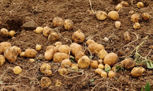 Kahramanmaraş'ta 5 Yıl Süre ile Patates Üretimi Yasaklandı