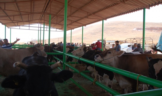 Afşin hayvan pazarı şap hastalığı nedeniyle kapatıldı