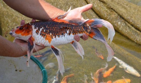 Japonların koi balığını Kahramanmaraş’ta üretiyor