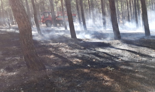 Orman yangınında 1 dönümlük alan zarar gördü