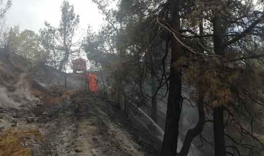 Orman yangınında bir hektarlık alan zarar gördü