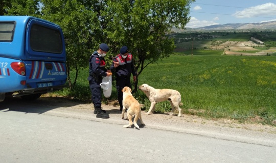 Jandarma ekipleri sokağa çıkma kısıtlamasında sokak hayvanlarını besledi.