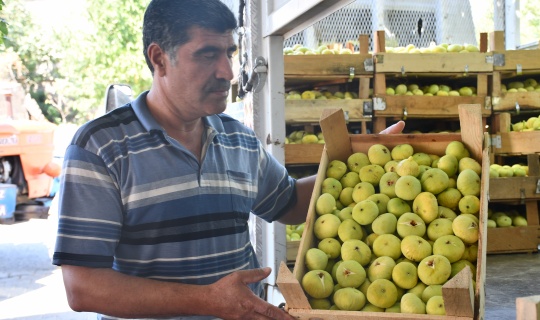 Tescilli "Abbas inciri", fiyatı ve kalitesiyle üreticisini sevindiriyor