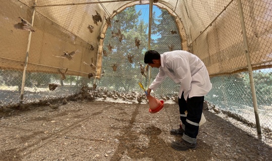 Kahramanmaraş'ta 20 yılda 150 bin kınalı keklik doğaya salındı