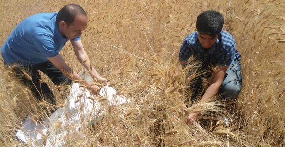 Afşin’de Buğdayda Verim Tespiti Çalışmaları Başladı