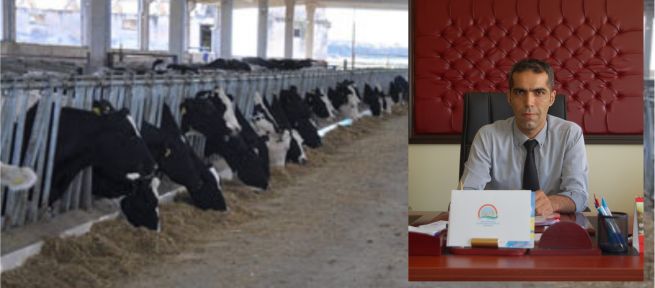  Afşin'de Süt Sığırcılığı Gelişiyor