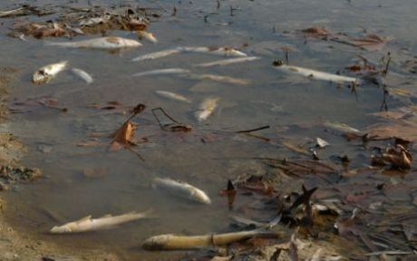 Ceyhan Nehri'nde Balık Ölümleri