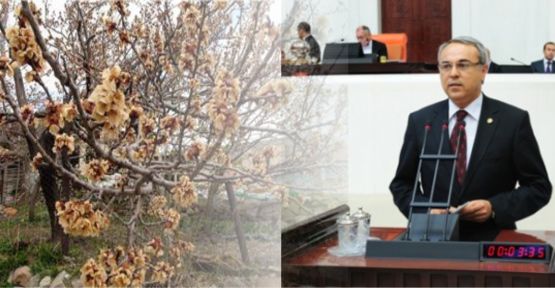 Dedeoğlu, Meyve Ağaçlarındaki Don Olaylarını Meclise Taşıdı