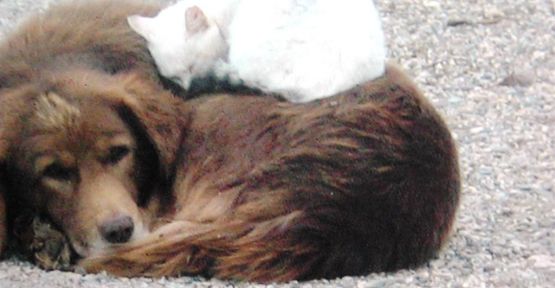 Kedi-Köpek Dostluğunun En Güzel Fotoğrafı
